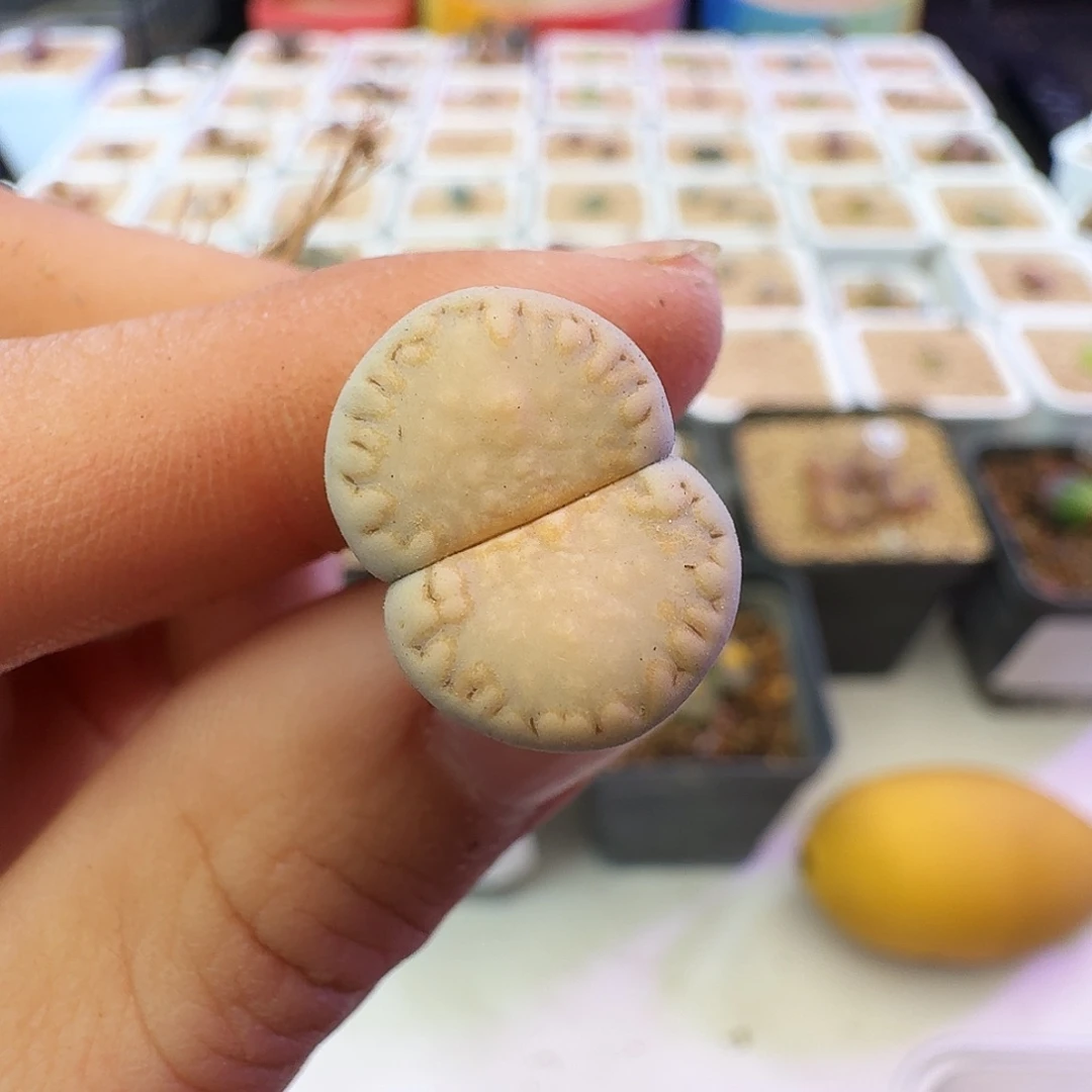 多肉植物福利饼干358