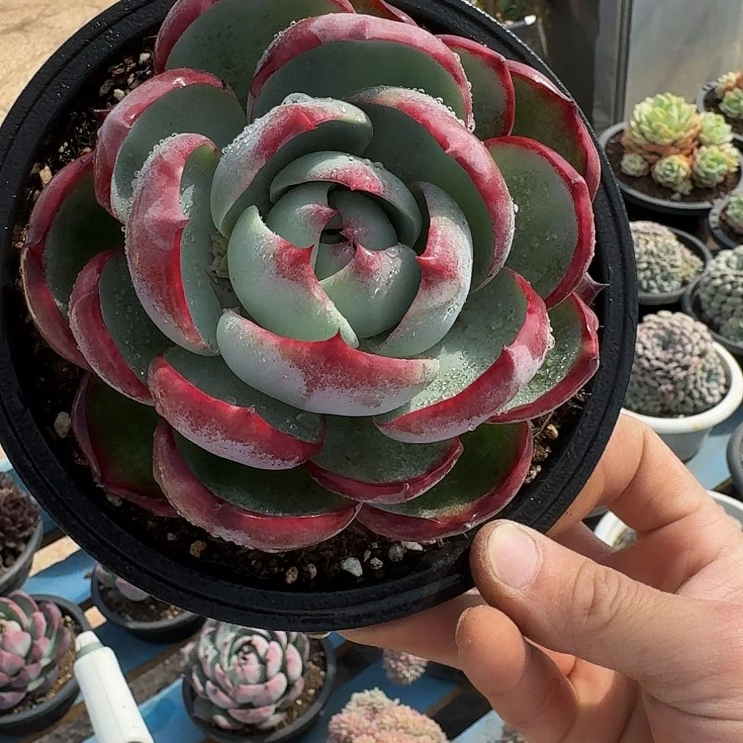 惊鸿仙子 00000000