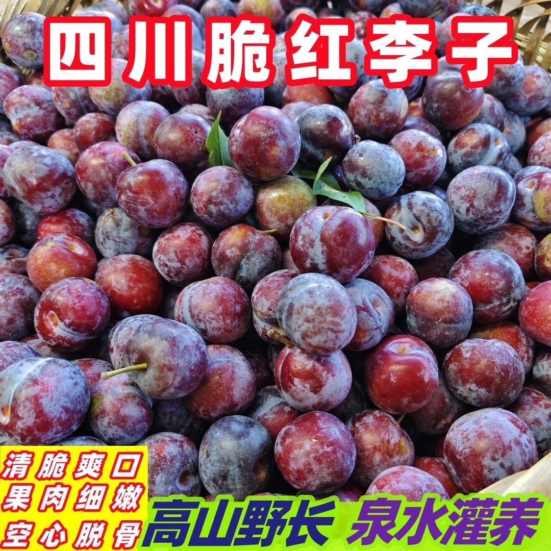 四川高山脱骨李小脆红脆李高山泉水灌浇新橘应季李脱骨