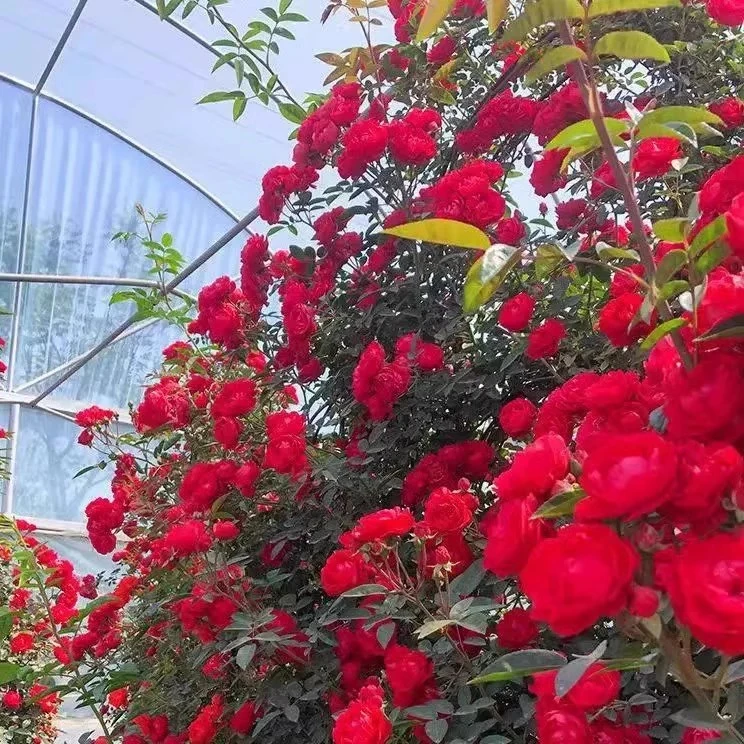 四季红木香  无刺少刺  软细藤多头勤花丰花爆花爬藤月季蔷薇花苗