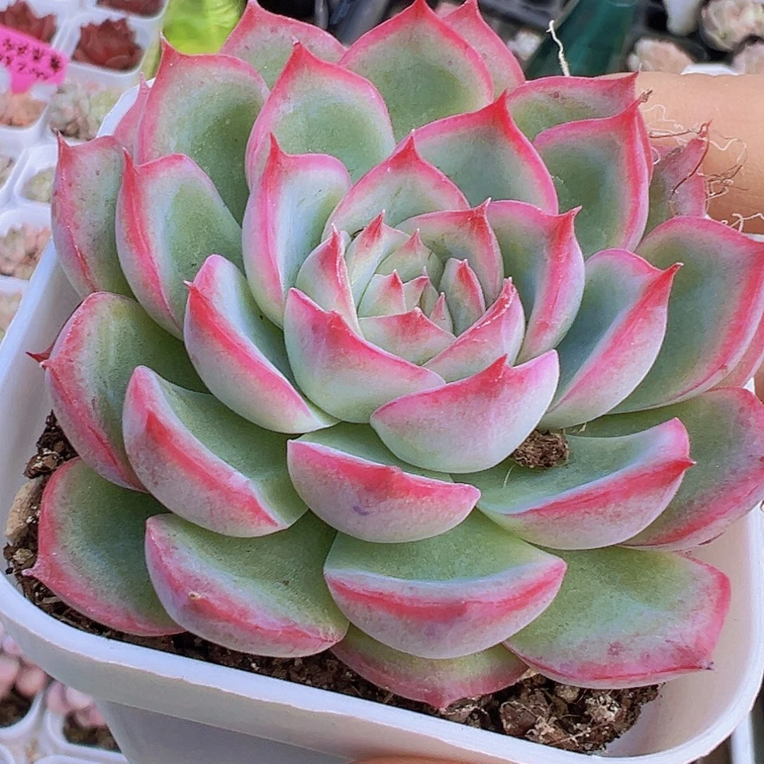 精品侧影19包邮多肉