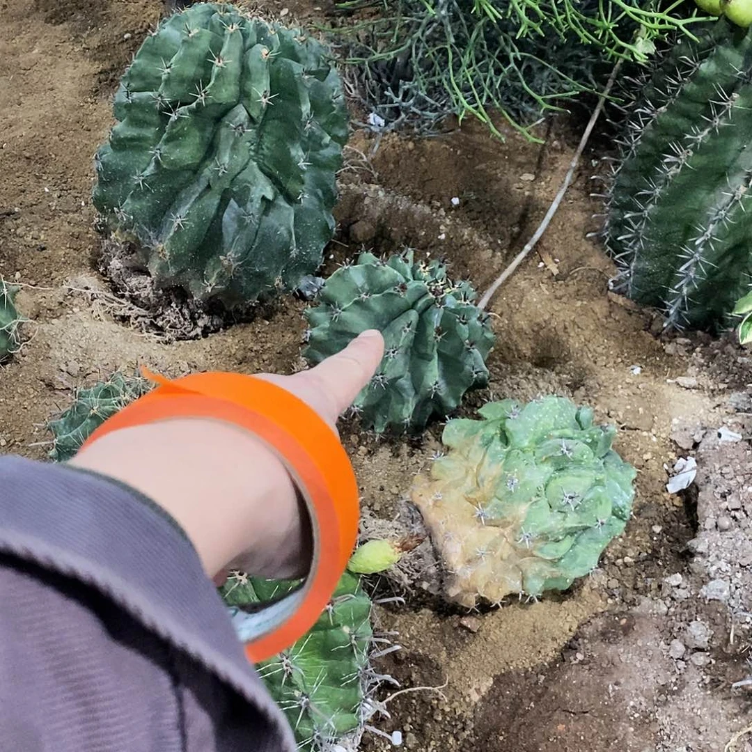 石***布雎鸠玉一个。