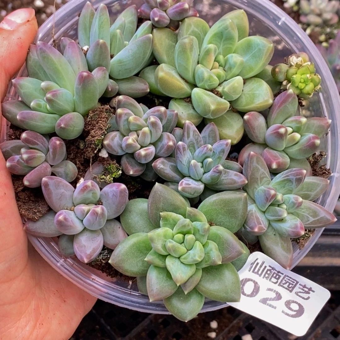 029多肉植物保护研究所所长的时间