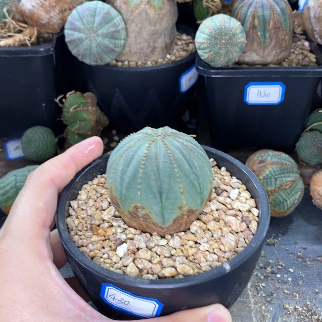 25原产地布纹球多肉植物