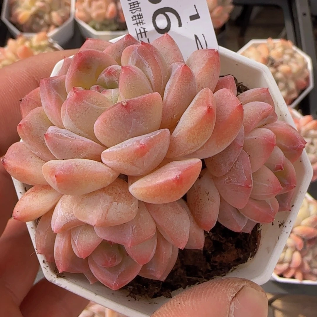 太妃糖三头老桩一颗脱土