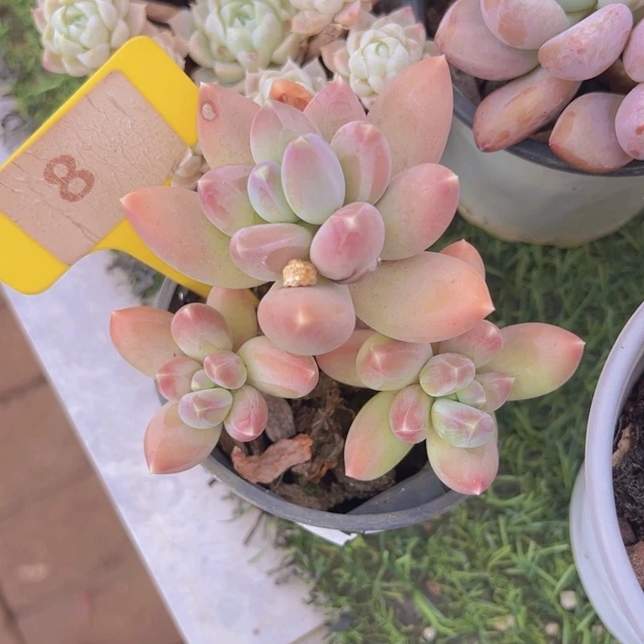 健健康康平平安安