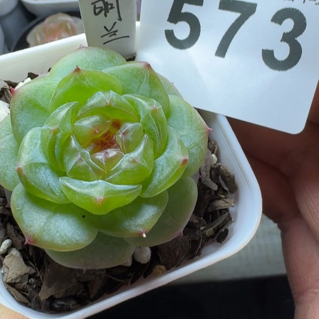 明兰珍妮        平安福寿多，财运福运走上坡