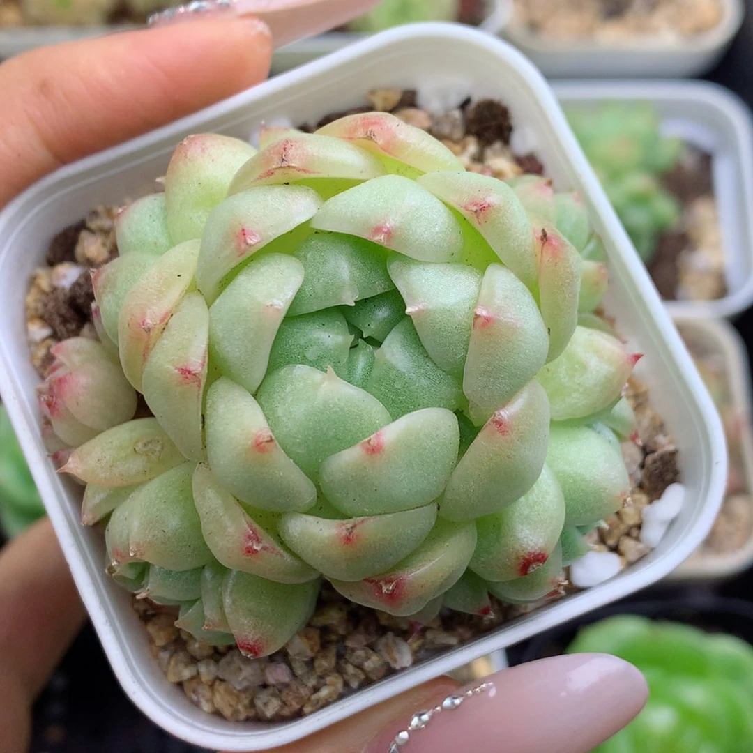 58包邮  群生不包整 21