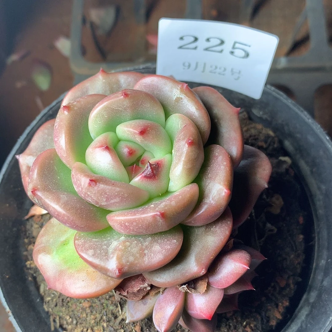 【闪购商品】云225号