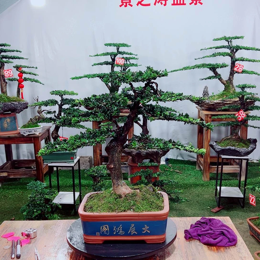 罗汉松小老桩红芽罗汉松