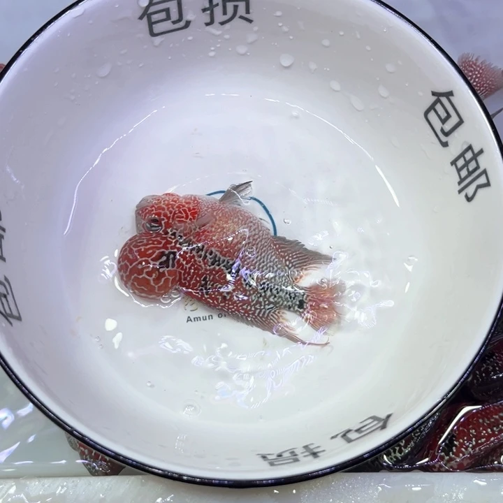 罗汉鱼015//////////////