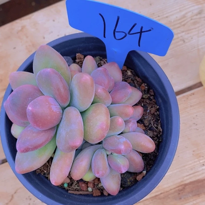 洋**兰在家里面吃饭的吗怎么