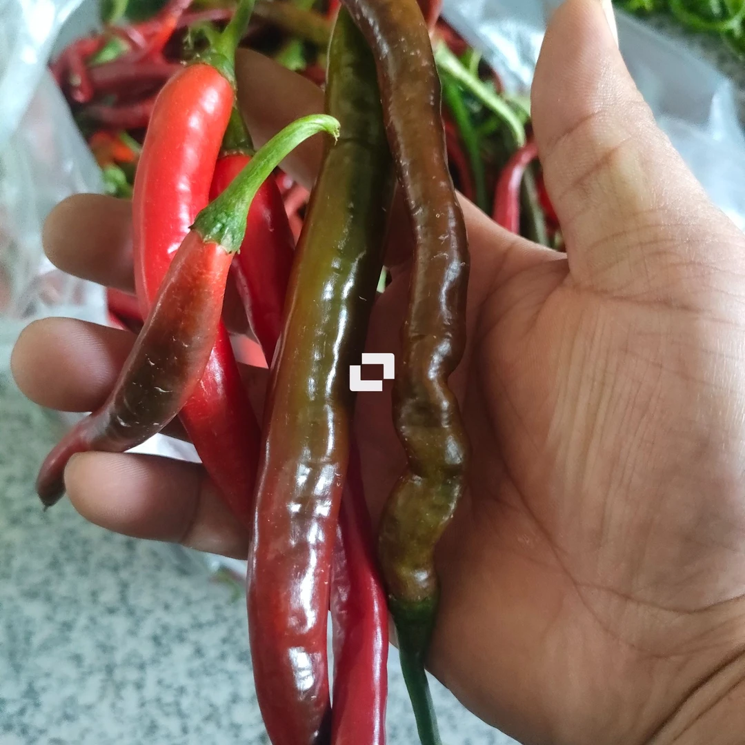 耒阳本地新鲜红辣椒