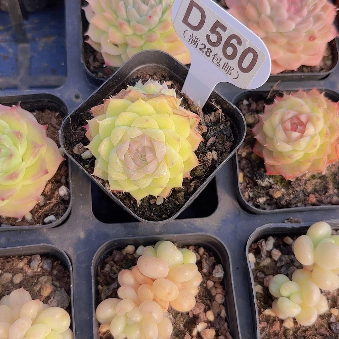 D560麦秆一物一拍