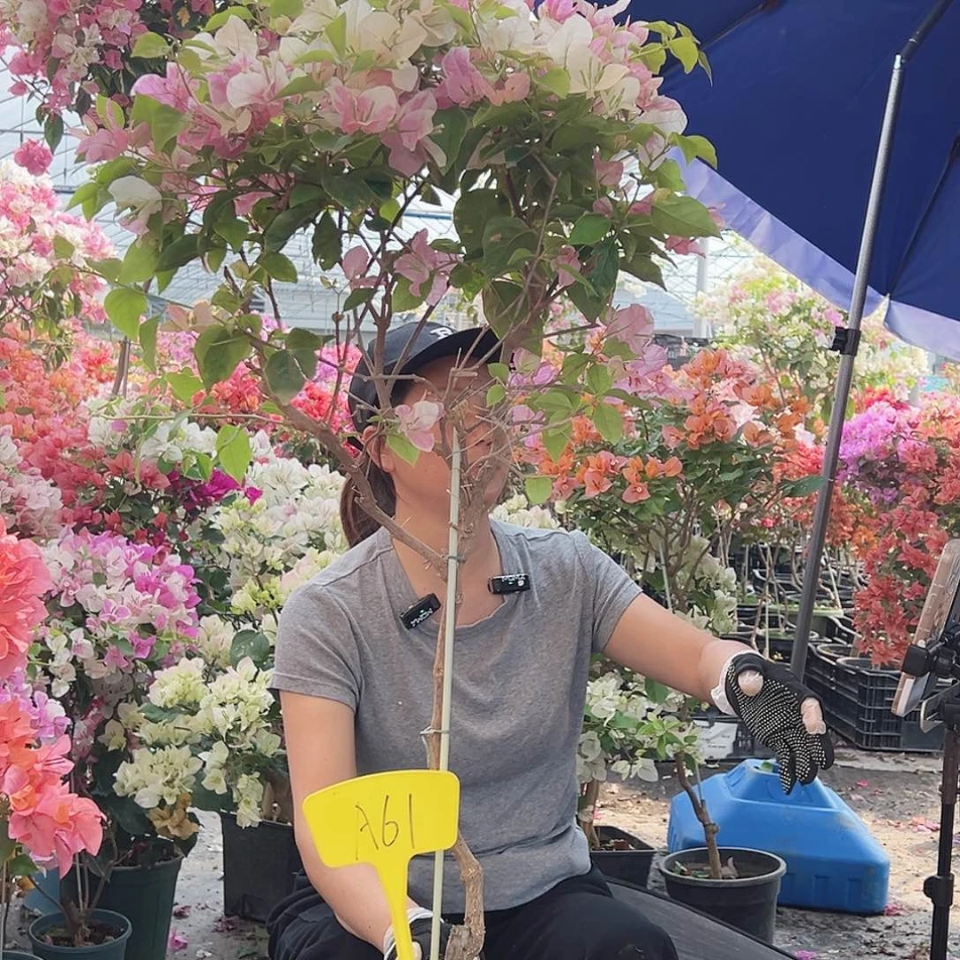 紫***魂大部分花苞少量开放A61广红樱