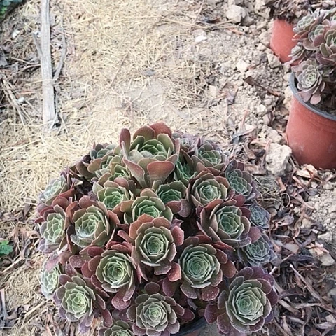 红**?荷兰玫瑰法师多肉12