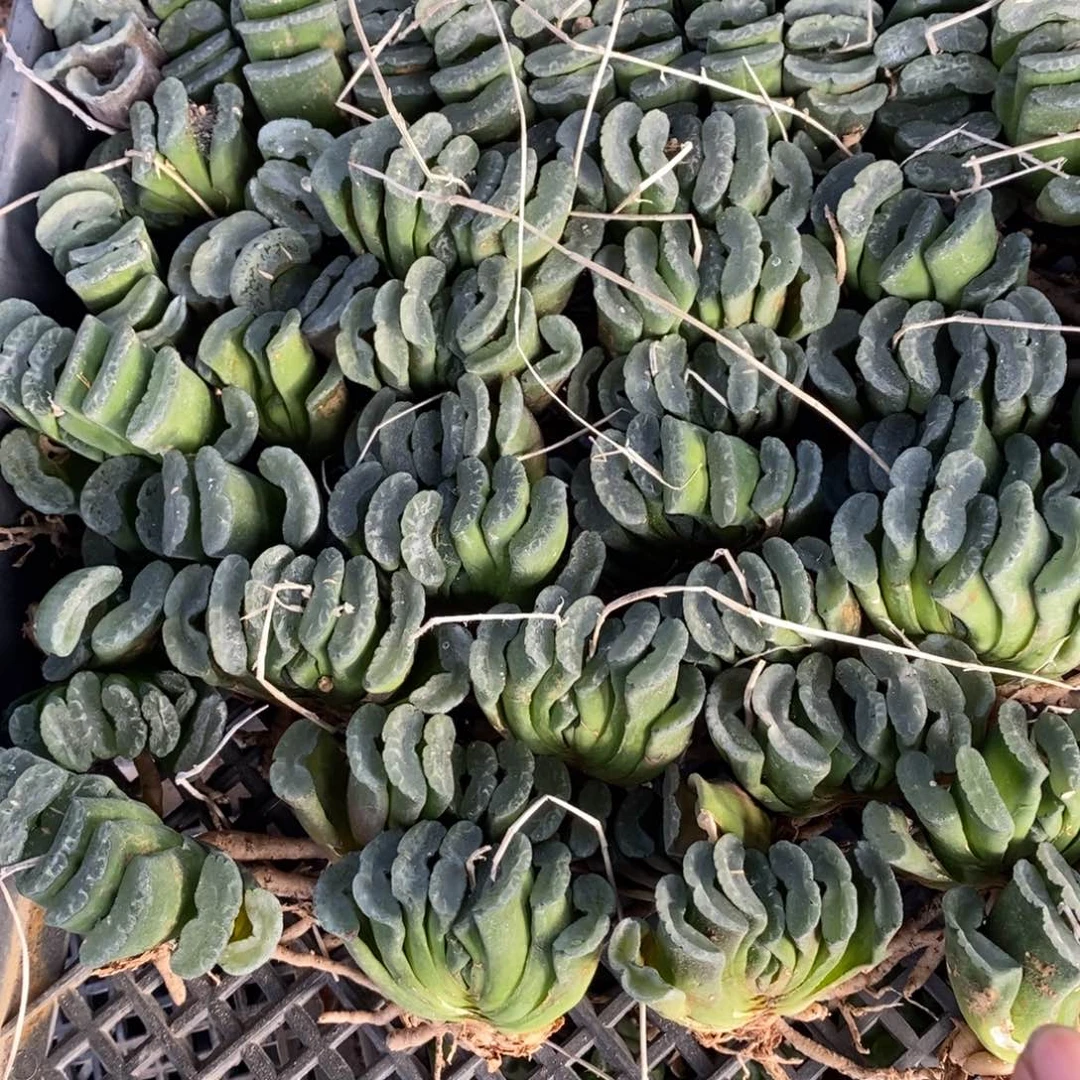 207 一颗玉扇 超级福利