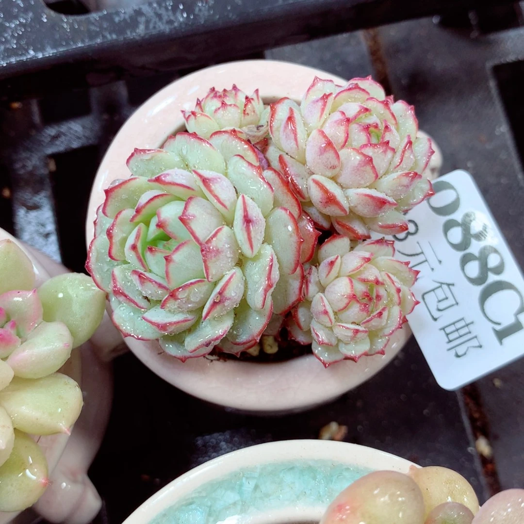 5厘米盆精控多肉088