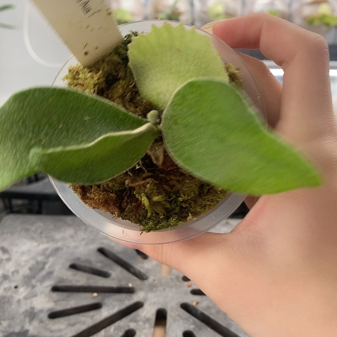 无花朵奥银鹿角蕨11