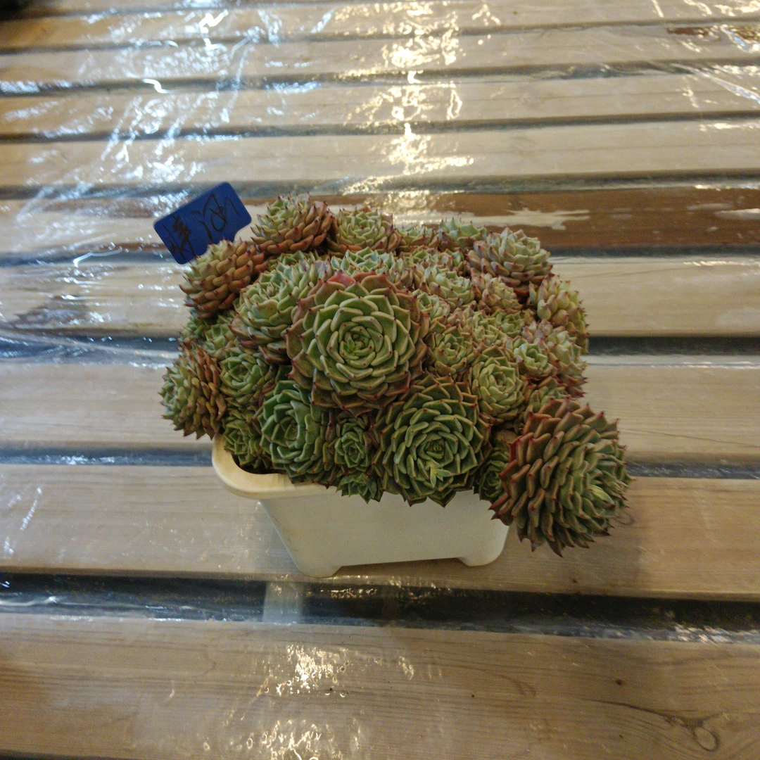 沙罗姬牡丹 恋曲2棵