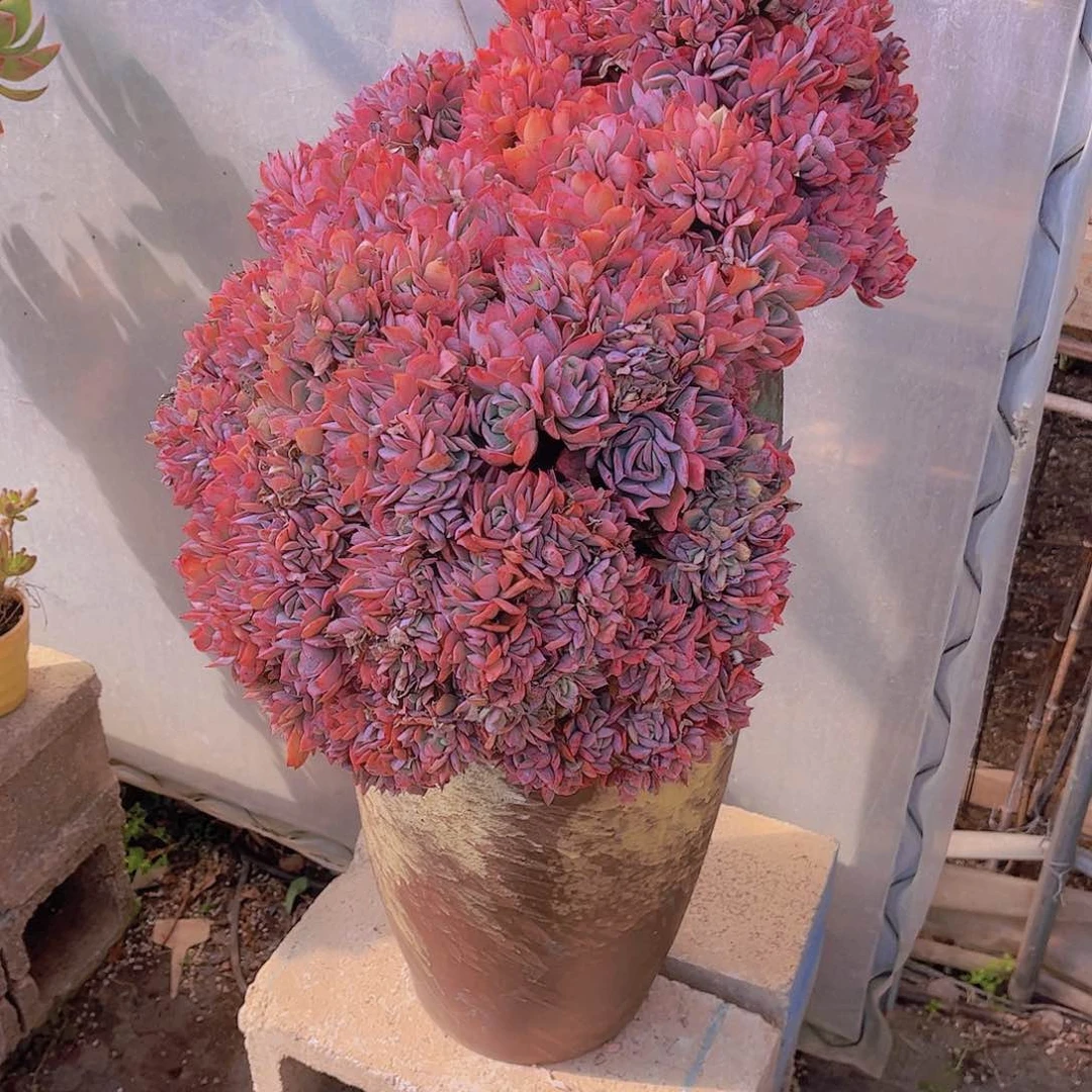 刘*忆多肉老桩多肉老桩