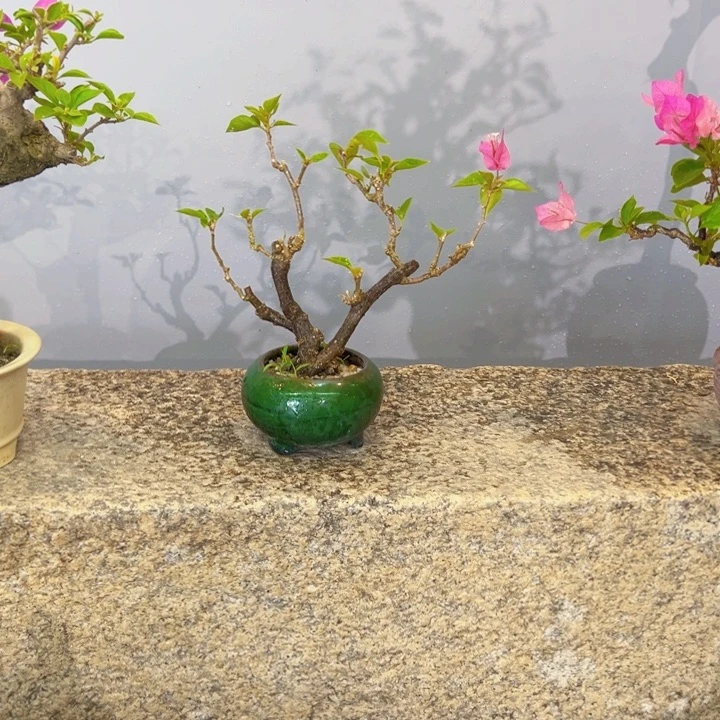 随***缘完全开放海岛红三角梅