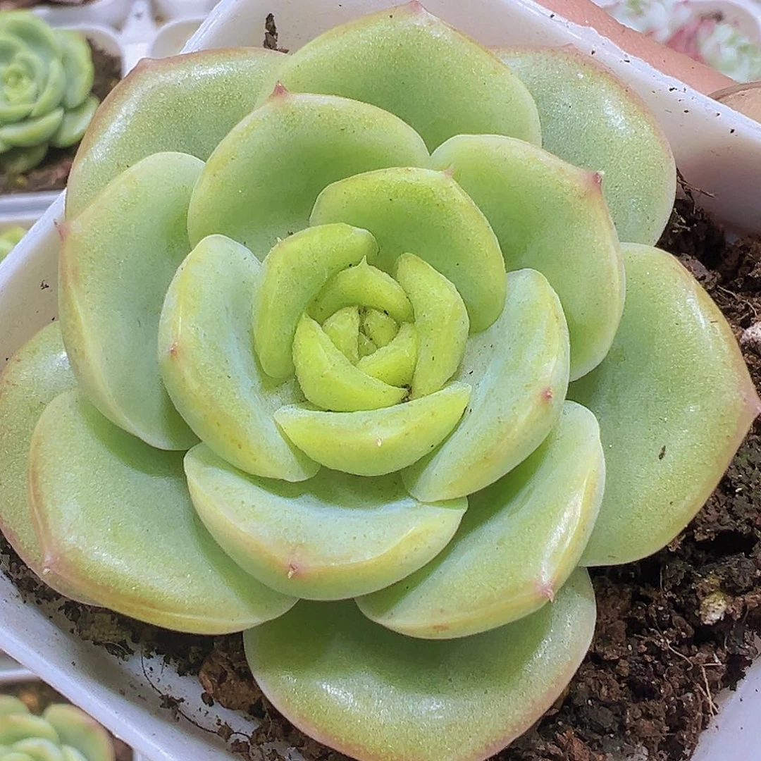 宝宝绿19包邮多肉多如