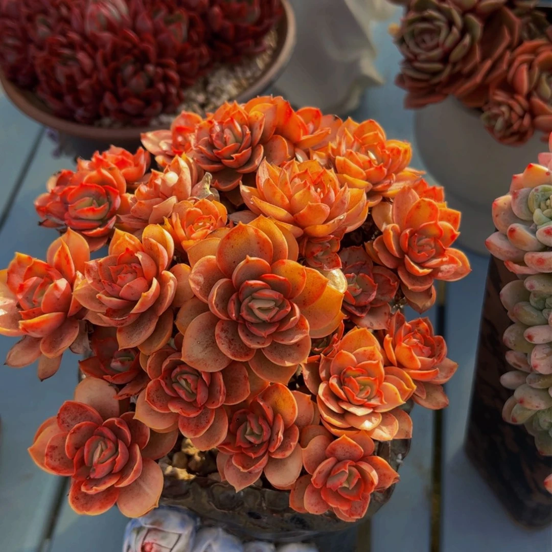 微**?多肉植物寄养不发货