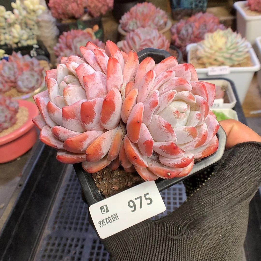 975梦露多肉植物6666