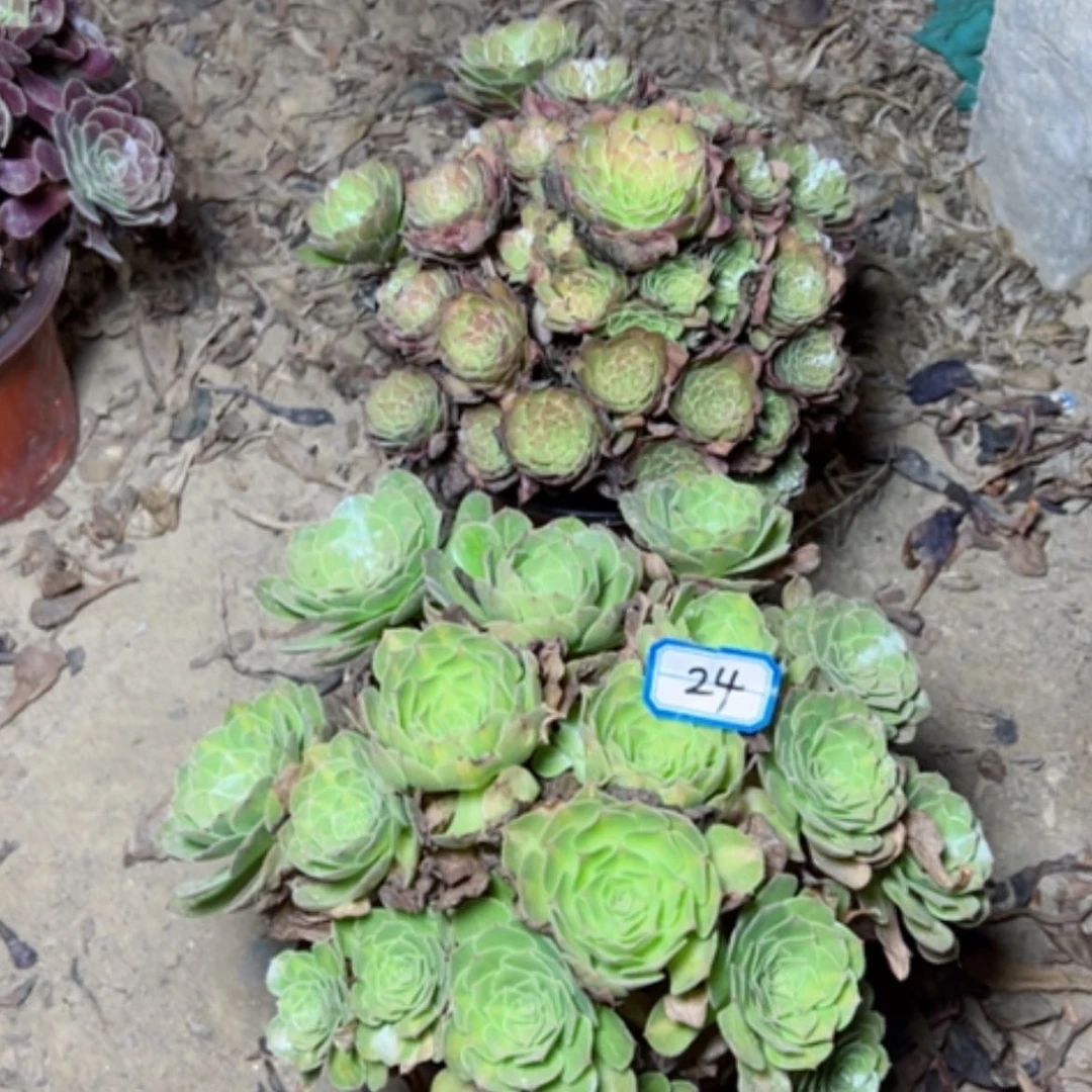 【闪购商品】断枝不包24