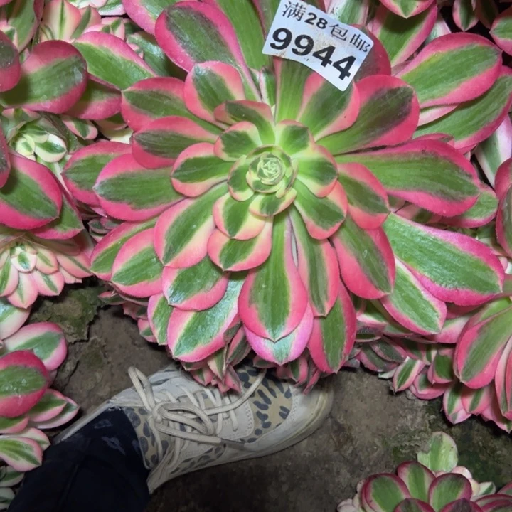 9944南女巫多肉植物