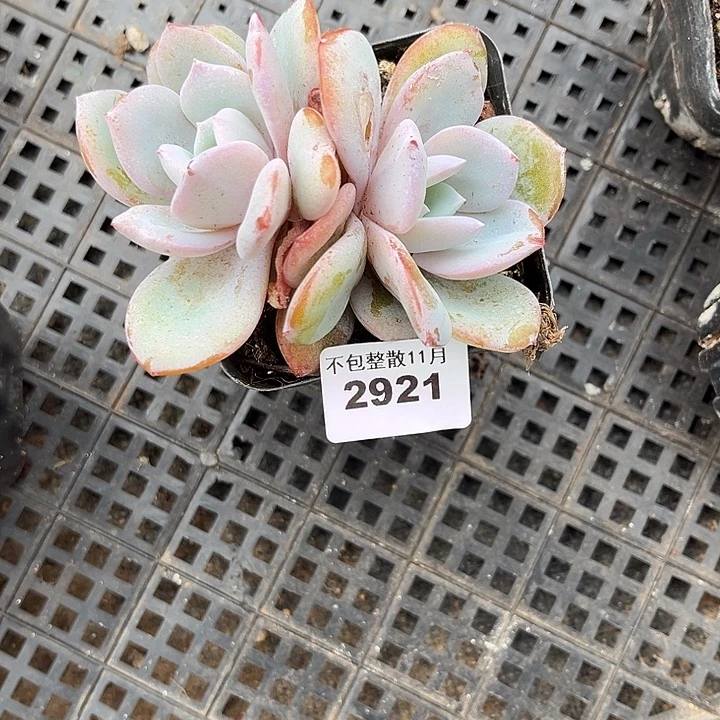 阿雅园艺。       2921奶茶