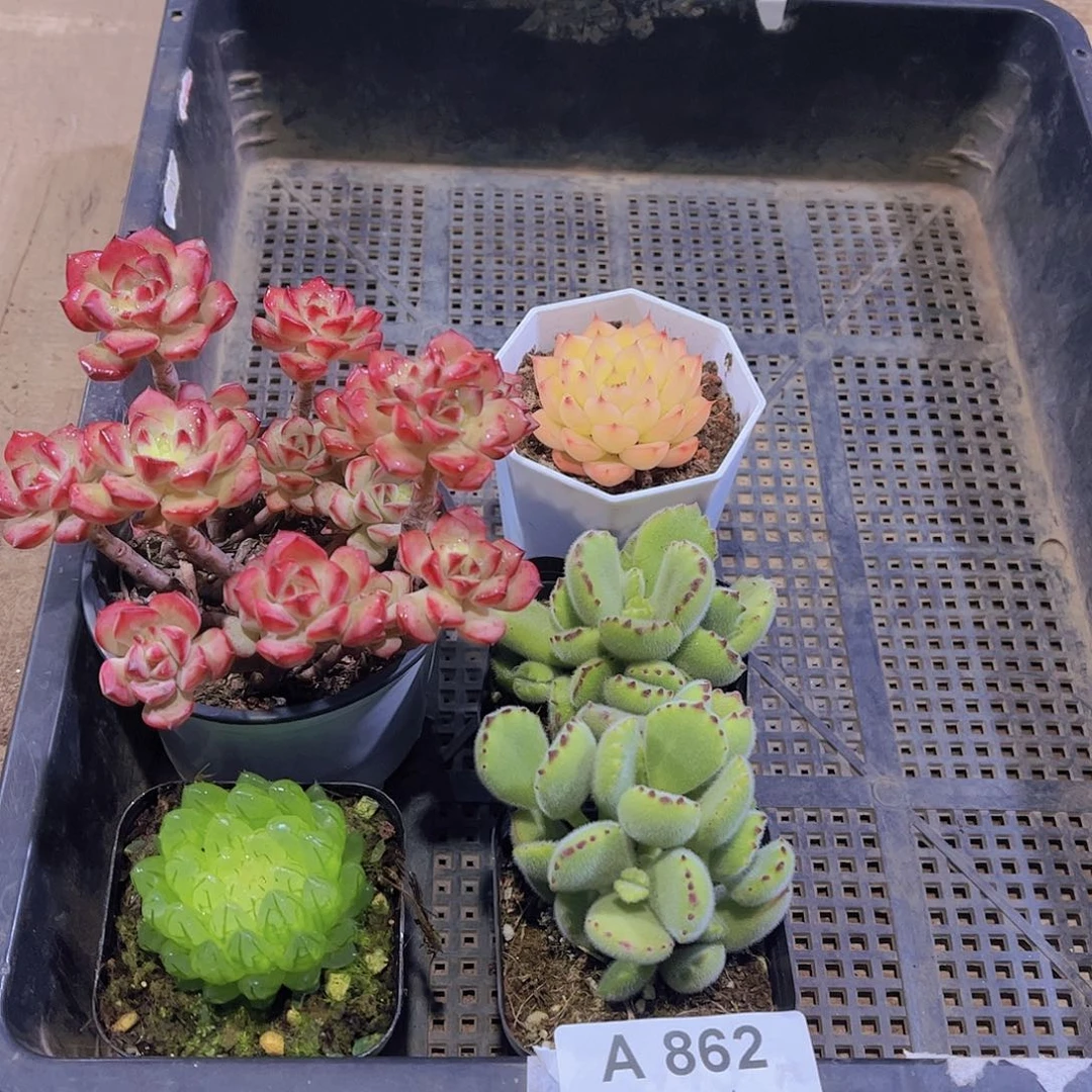 多肉862多肉植物