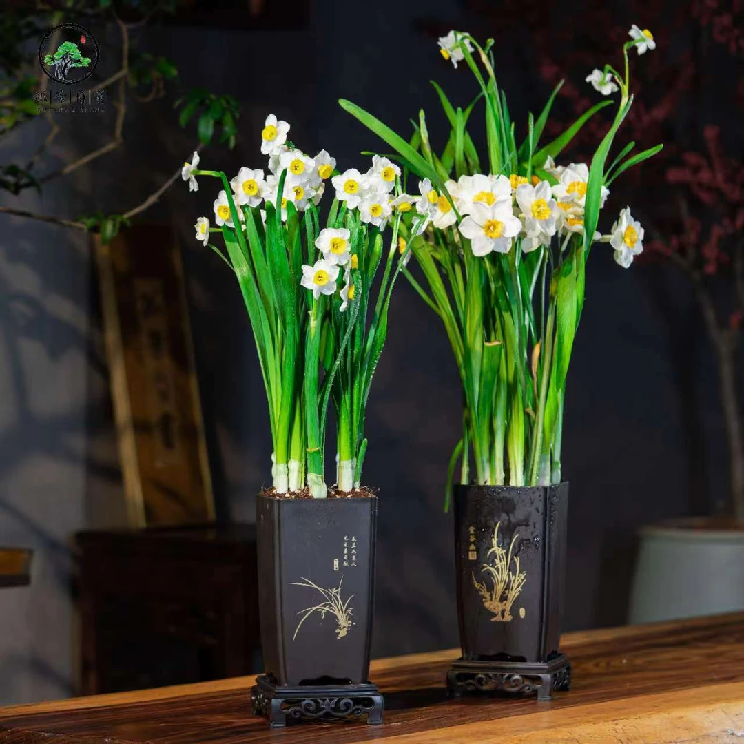 【土培水仙花】漳州水仙花种球正宗带盆带芽发货高档特级开花浓香