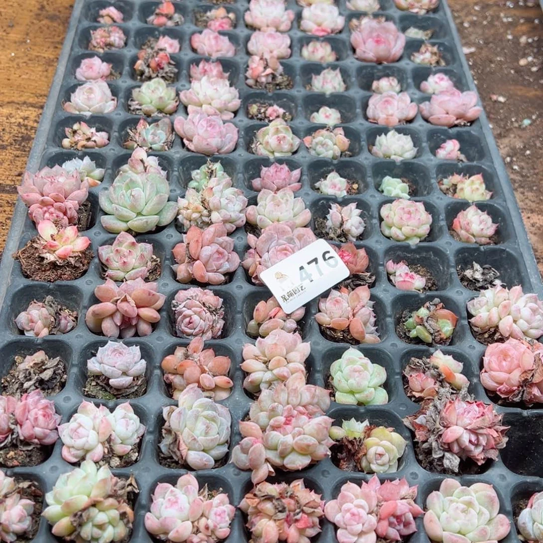 芽*多肉植物多肉植物