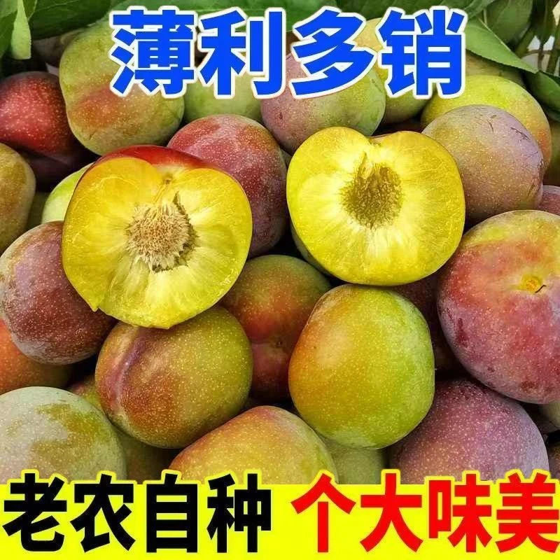四川5斤半边红脱骨李新鲜采现采脆甜可口新鲜果园发货