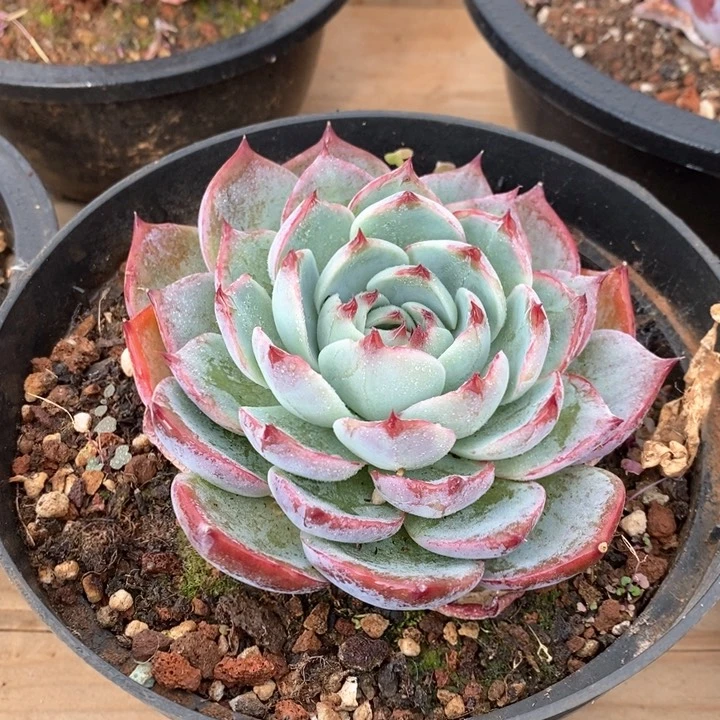 106惊鸿仙子 单头 福利多多