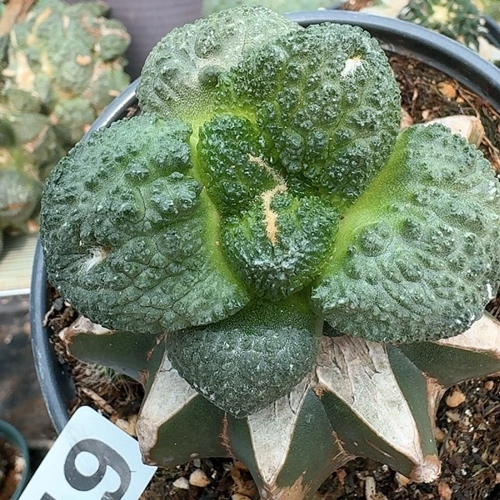 【闪购商品】无花朵爱**秋哥斯拉319