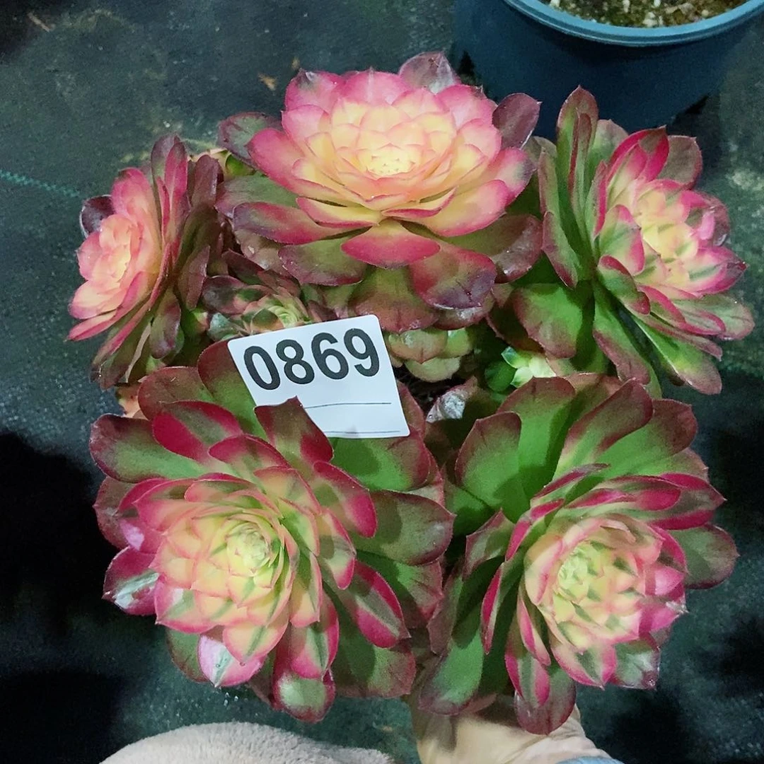 红陶舞**空0869荔枝4冠服18.20妖多肉