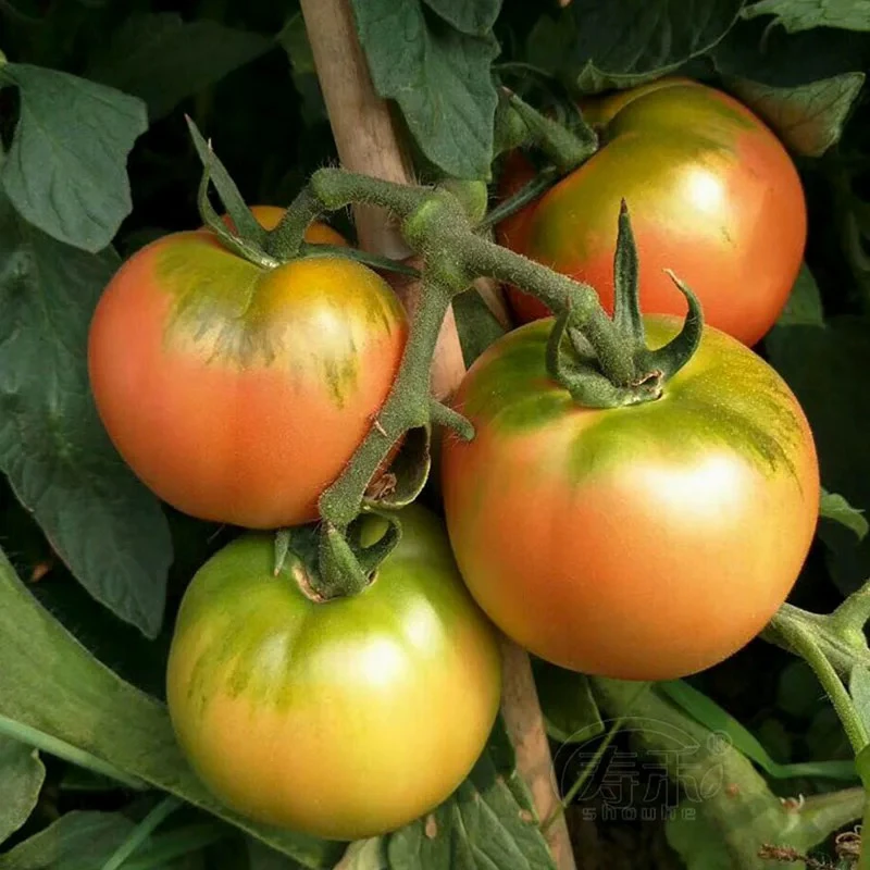 嘎拉柿子(收到有一些青放两天青绿色特别甜)