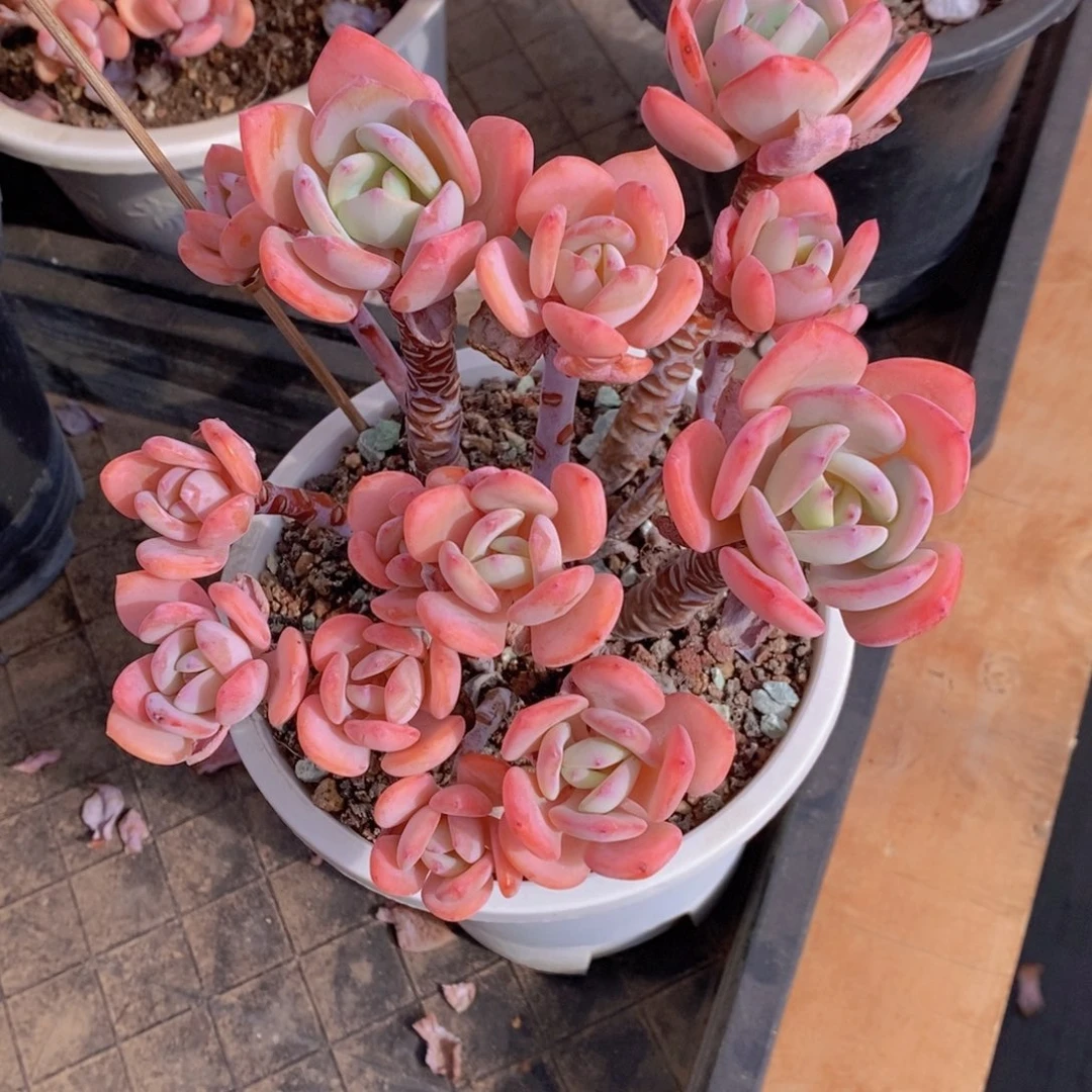 白月光 一物一拍