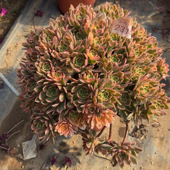 甜茶多肉法师2316