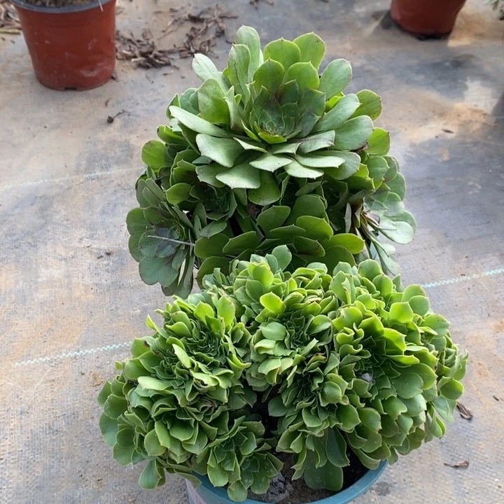 两颗多肉植物41。