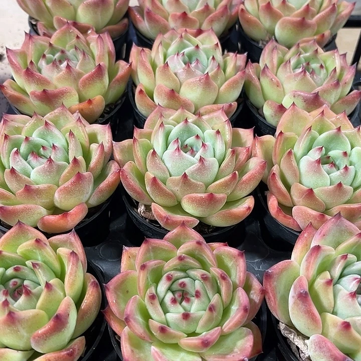 2棵精品红鸾多肉植物