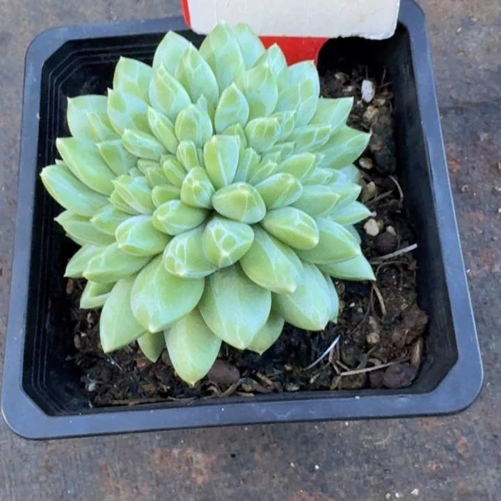 E****鹏美人缀387多肉植物