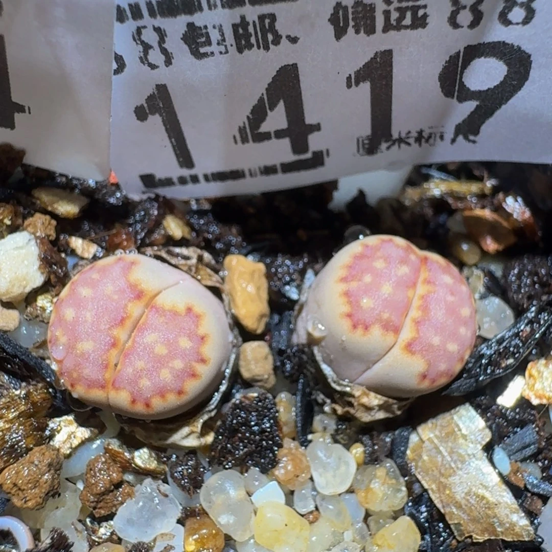 zzzz精品生石花1419