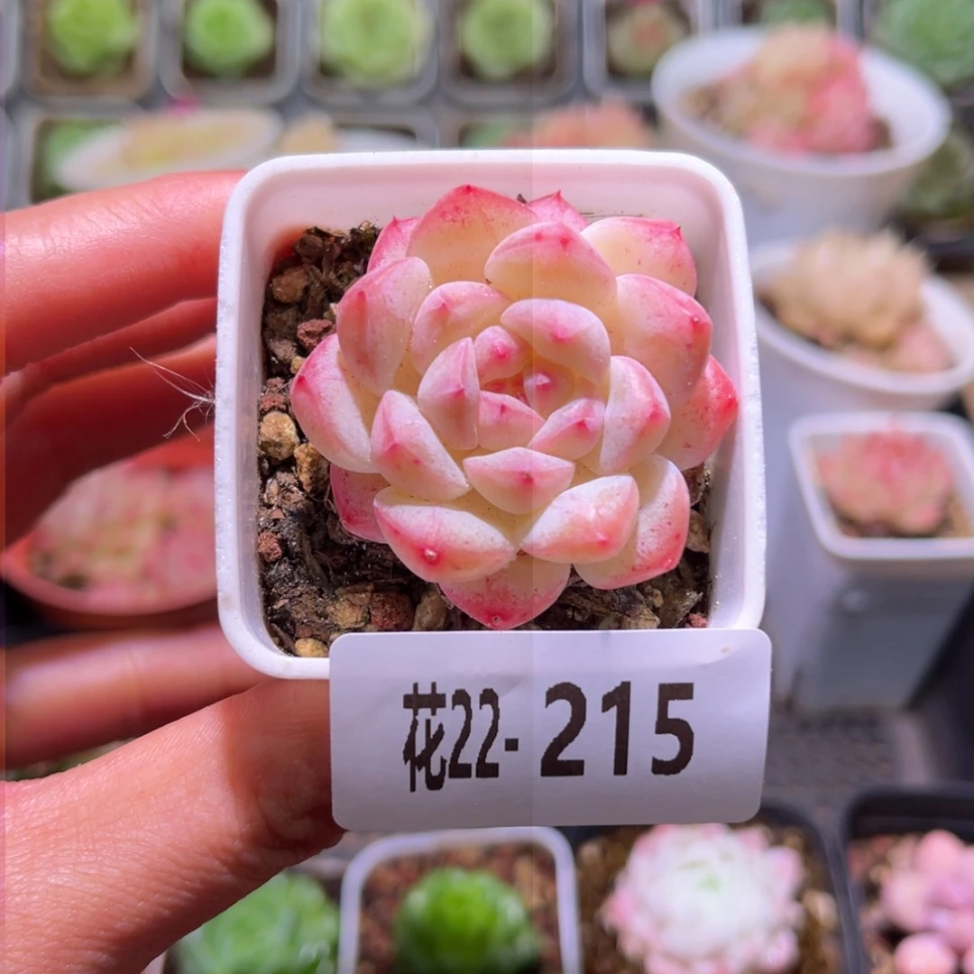 花利美22-215白桃汽水