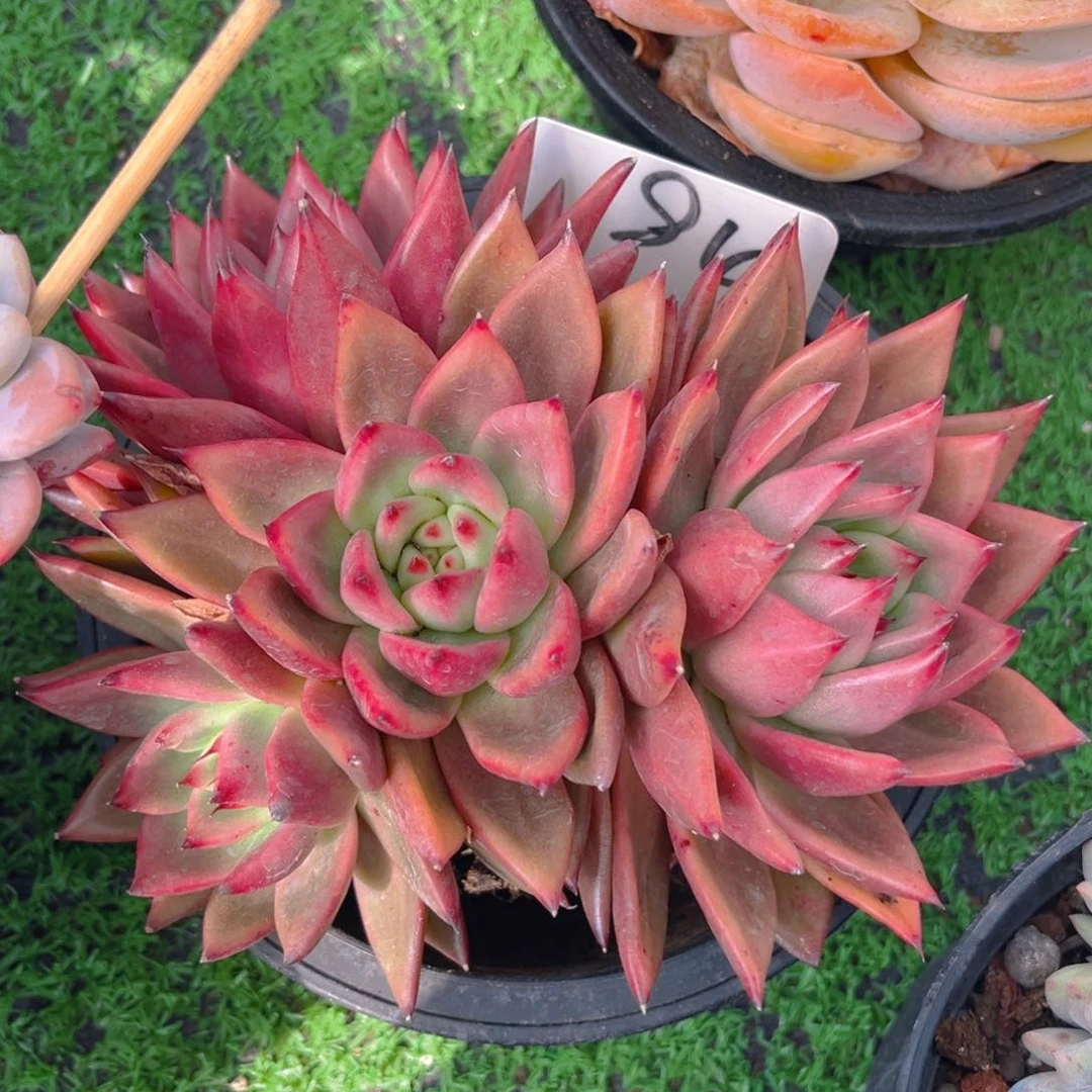 粉钻8888888888多肉