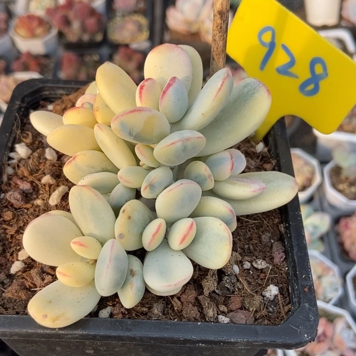 928福娘锦多肉植物保护