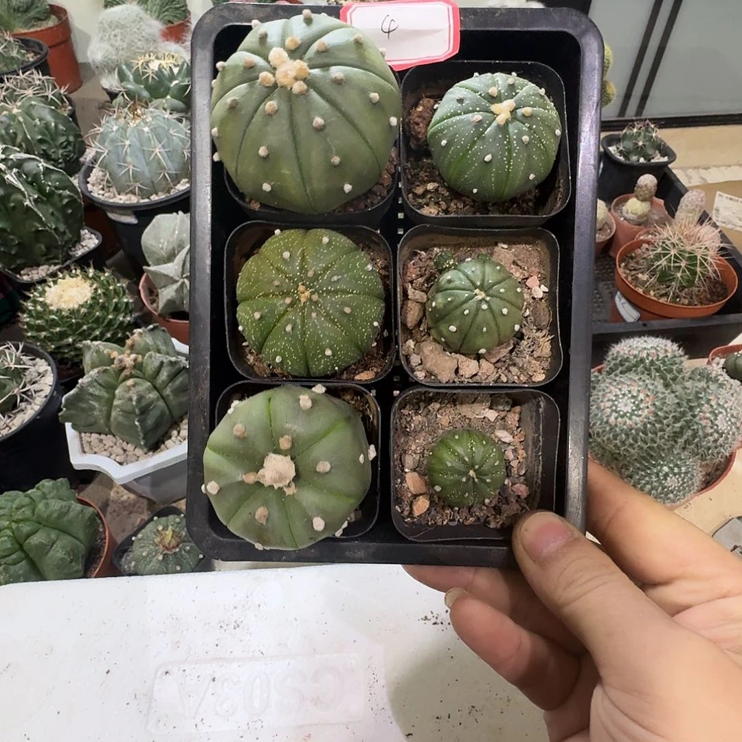 号六颗实生兜包邮